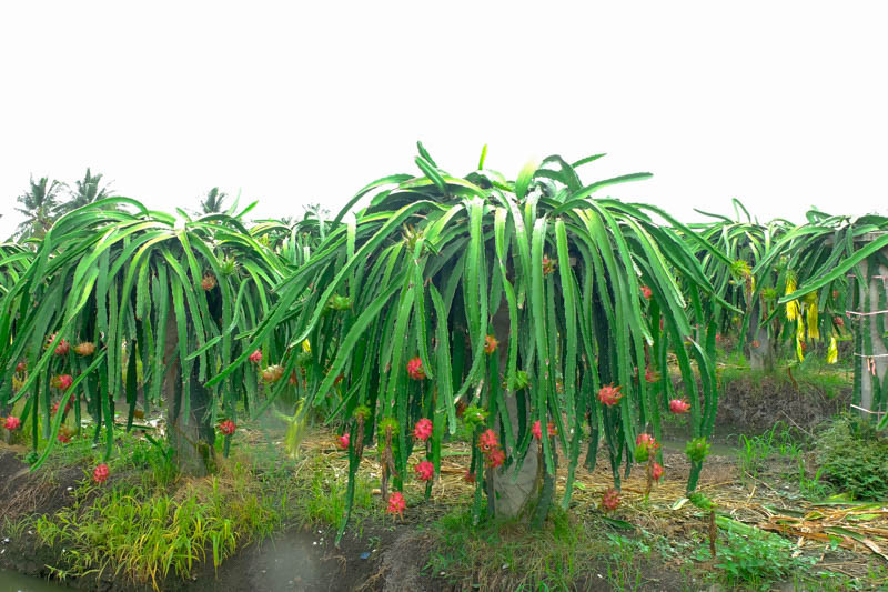 Dragon Fruit, Pitahaya, Pitajaya, Hylocereus undatus, Dragonfruit, Night-Blooming Cereus, Strawberry Pear, Belle of the Night, Conderella Plant, Honolulu Queen, Moonlight Cactus, Queen of the Night,